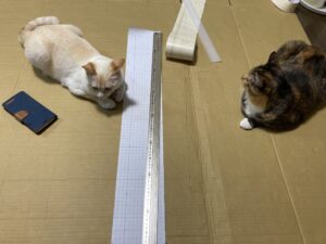 モールディング作成中監視する猫たち